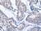 Ras Association Domain Family Member 1 antibody, CSB-PA729792, Cusabio, Immunohistochemistry frozen image 