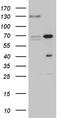 Zinc finger protein 655 antibody, CF811672, Origene, Western Blot image 