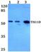 Zinc finger protein 36, C3H1 type-like 2 antibody, PA5-36248, Invitrogen Antibodies, Western Blot image 