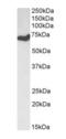 Histone Deacetylase 1 antibody, orb12395, Biorbyt, Western Blot image 