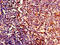 YbeY Metalloendoribonuclease antibody, LS-C680051, Lifespan Biosciences, Immunocytochemistry image 