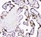 Plasminogen Activator, Tissue Type antibody, A02965-1, Boster Biological Technology, Immunohistochemistry paraffin image 
