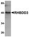 Rhomboid domain-containing protein 3 antibody, orb75328, Biorbyt, Western Blot image 