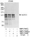 PAX3 And PAX7 Binding Protein 1 antibody, NBP1-71922, Novus Biologicals, Western Blot image 