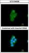 Peptidyl-prolyl cis-trans isomerase D antibody, GTX104038, GeneTex, Immunofluorescence image 