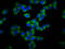 Gasdermin-A antibody, LS-C680560, Lifespan Biosciences, Immunofluorescence image 