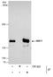 Structural Maintenance Of Chromosomes 1A antibody, PA5-22049, Invitrogen Antibodies, Immunoprecipitation image 