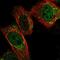 Peptide Deformylase, Mitochondrial antibody, HPA063409, Atlas Antibodies, Immunofluorescence image 