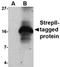 Strep Tag II antibody, orb74839, Biorbyt, Western Blot image 