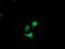 Destrin antibody, NBP2-00527, Novus Biologicals, Immunofluorescence image 