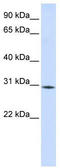 RNA Binding Motif Protein 7 antibody, TA343840, Origene, Western Blot image 
