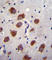 CDw293 antibody, abx026569, Abbexa, Western Blot image 