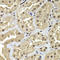 Actin-like protein 6B antibody, LS-C346230, Lifespan Biosciences, Immunohistochemistry frozen image 