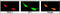 Diacylglycerol Kinase Zeta antibody, 63-371, ProSci, Immunofluorescence image 