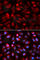 Tartrate-resistant acid phosphatase type 5 antibody, A2528, ABclonal Technology, Immunofluorescence image 