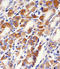 Protein Kinase C And Casein Kinase Substrate In Neurons 2 antibody, LS-C101183, Lifespan Biosciences, Immunohistochemistry frozen image 