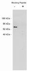 Netrin 1 antibody, AP05263PU-N, Origene, Western Blot image 