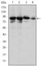 X-Ray Repair Cross Complementing 5 antibody, M01275-2, Boster Biological Technology, Western Blot image 