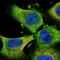 Rho GTPase-activating protein 26 antibody, HPA035106, Atlas Antibodies, Immunofluorescence image 