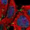 Multidrug resistance protein 1 antibody, HPA002199, Atlas Antibodies, Immunocytochemistry image 