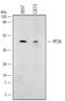 Protein Phosphatase 2 Phosphatase Activator antibody, MAB1653, R&D Systems, Western Blot image 