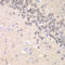 Cyclin-C antibody, LS-C335686, Lifespan Biosciences, Immunohistochemistry frozen image 