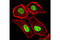 H2A Histone Family Member Y antibody, 4827S, Cell Signaling Technology, Immunofluorescence image 