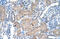 Sep (O-Phosphoserine) TRNA:Sec (Selenocysteine) TRNA Synthase antibody, ARP41159_P050, Aviva Systems Biology, Immunohistochemistry paraffin image 