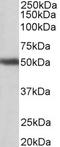 G Protein-Coupled Receptor 83 antibody, LS-C154945, Lifespan Biosciences, Western Blot image 