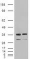 Neurotrophic factor antibody, LS-C114326, Lifespan Biosciences, Western Blot image 