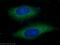Cytochrome C Oxidase Assembly Factor COX20 antibody, 25752-1-AP, Proteintech Group, Immunofluorescence image 