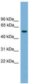 Forkhead Box N3 antibody, TA344569, Origene, Western Blot image 