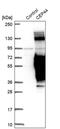 Centrosomal Protein 44 antibody, PA5-59748, Invitrogen Antibodies, Western Blot image 