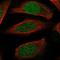 Epithelial Cell Transforming 2 antibody, HPA036363, Atlas Antibodies, Immunocytochemistry image 