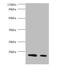 Beta-LG antibody, A57781-100, Epigentek, Western Blot image 