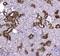 Creatine kinase B-type antibody, A01695-1, Boster Biological Technology, Immunohistochemistry paraffin image 