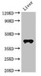 C-C Motif Chemokine Receptor 3 antibody, CSB-PA004842LA01HU, Cusabio, Western Blot image 