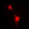 Forkhead Box O1 antibody, orb213937, Biorbyt, Immunofluorescence image 