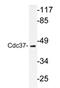 Hsp90 co-chaperone Cdc37 antibody, AP20296PU-N, Origene, Western Blot image 
