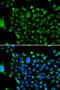 Nuclear receptor corepressor 1 antibody, 22-657, ProSci, Immunofluorescence image 