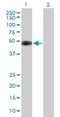 Cyclin-dependent kinase 5 activator 2 antibody, H00008941-B01P, Novus Biologicals, Western Blot image 