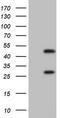 Nuclear Receptor Subfamily 1 Group I Member 3 antibody, CF805146, Origene, Western Blot image 