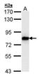 SNF Related Kinase antibody, orb73603, Biorbyt, Western Blot image 