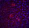 I-FLICE antibody, 1159, ProSci Inc, Immunofluorescence image 