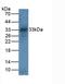 Tryptase antibody, LS-C298982, Lifespan Biosciences, Western Blot image 