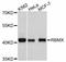 Heterogeneous nuclear ribonucleoprotein G antibody, A11834, ABclonal Technology, Western Blot image 