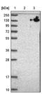 Chromosome Alignment Maintaining Phosphoprotein 1 antibody, NBP1-88403, Novus Biologicals, Western Blot image 