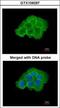 Mitogen-Activated Protein Kinase Kinase Kinase Kinase 5 antibody, GTX109297, GeneTex, Immunocytochemistry image 