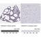 Eosinophil cationic-type ribonuclease 3 antibody, NBP2-33778, Novus Biologicals, Immunohistochemistry frozen image 