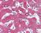 Complement Component 5a Receptor 2 antibody, 48-918, ProSci, Immunohistochemistry paraffin image 